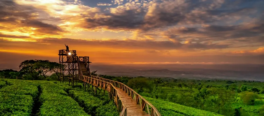 Kebun Teh Wonosari: Destinasi Wisata Alam yang Menyegarkan di Malang