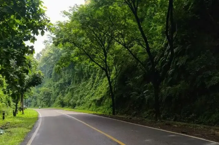 10 Hutan Paling Angker di Indonesia yang Dipenuhi Misteri dan Cerita Mistis